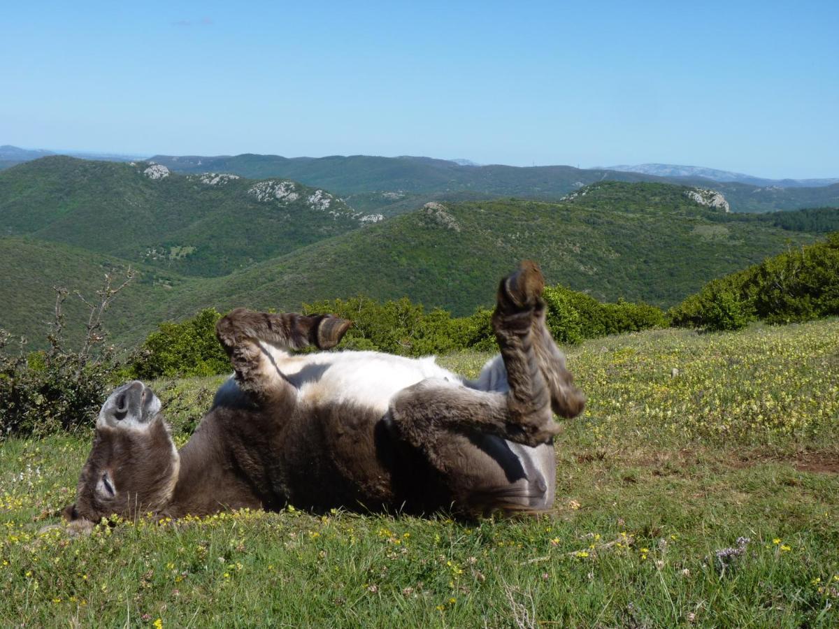 Gites A La Ferme - Hautes-Corbieres Termes Extérieur photo